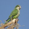 Profilbild von Viko Tilla 🦜🦜