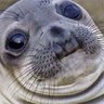 Rose Foca profil fotoğrafı