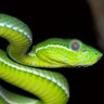 Just a Snake's profile picture
