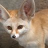 Фото профиля Fennecky7