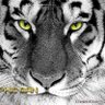 نمر قطر's profile picture