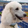 Фото профиля Tribute to BaseballPoodle