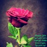 Фото профиля •نوتي•🕊
