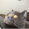 Profilbild von ねずみ色の猫