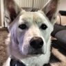 Фото профиля Hwyte Doge