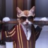 🇩🇪 Kater Nikitka profil fotoğrafı