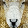 Фото профиля Longwool
