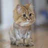 Tank profil fotoğrafı