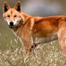 Dingo__hunter's profile picture