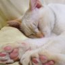 ねこ profil fotoğrafı