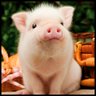 Profilbild von Ying Liu