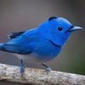 pajarito tuitero's profile picture