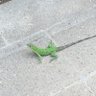 Zuccacat 的头像