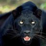 Фото профиля Jeh Jaguar