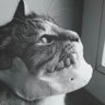 Profilbild von SIFF (siff)