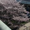 サムネイラー 的头像