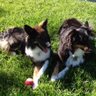 ❤️Fur Babies 🇺🇸 🇺🇦🌻's profile picture