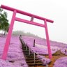toJapan+ profil fotoğrafı