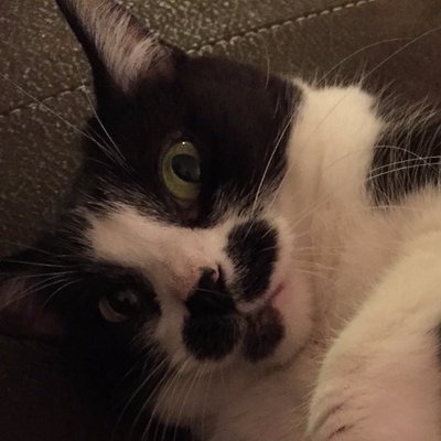 hayarungo's profile picture