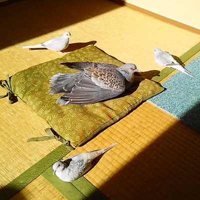ばたこ (🍠)〄's profile picture