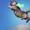 felinecannonball's profile picture