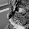 Profilbild von 猫肉屋