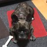 こっすーん🐾 profil fotoğrafı