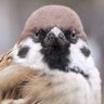 Toru Watanabe profil fotoğrafı
