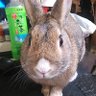 七味一味@陳皮 profil fotoğrafı