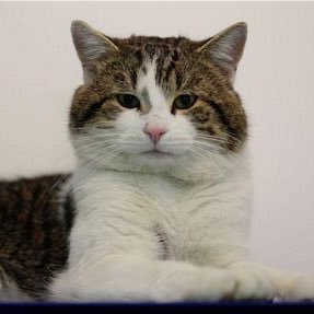Number10cat's profile picture
