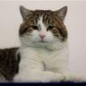 Larry the Cat's profile picture