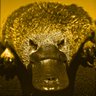 Ornitorrancio de mar's profile picture