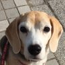 さっちゃん…🐾 profil fotoğrafı