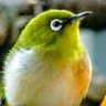 mint the bird 的头像