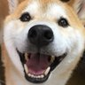 柴犬テツ's profile picture