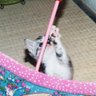 Фото профиля 猫の方が好きです