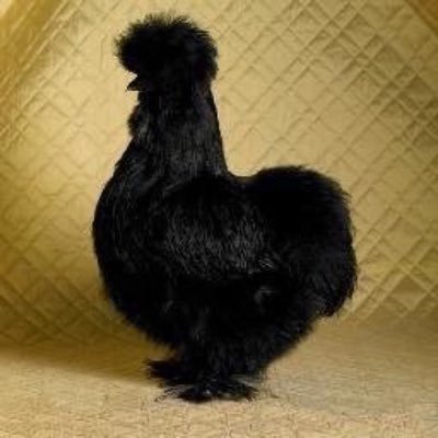 dances's profile picture