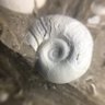 キヴィナゴ profil fotoğrafı