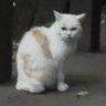 Profilbild von na-ho