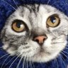 Profilbild von もん吉