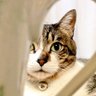 猫やまこ profil fotoğrafı