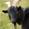 Maaaaaahhhhhhh profil fotoğrafı