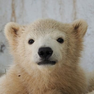 cat_0515's profile picture