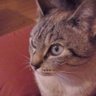 CÉLTICA's profile picture