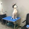 Фото профиля Pescoço pelado