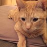 nutcyu profil fotoğrafı