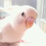 momoyumi profil fotoğrafı