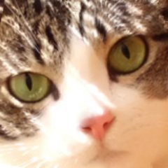 harakirimushi's profile picture