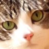 ハラキリムシ's profile picture