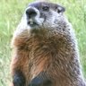 Profilbild von カオリ